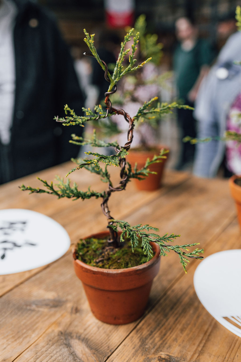 Bonsai workshop